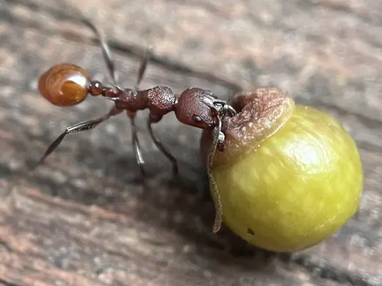 (2020-present) Myrpmecophilie chez les guêpes à galle du chêne