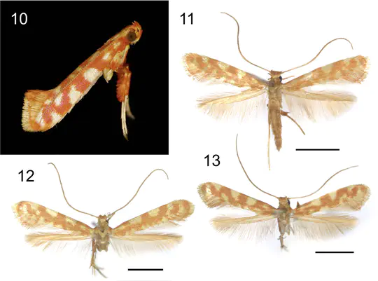 (2018-2024) Description of gall-inducing Caloptilia