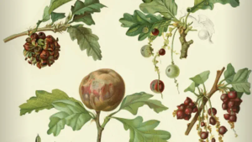 Quête Galles de printemps du Chêne