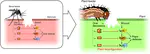 Shared weapons of blood-and plant-feeding insects: surprising commonalities for manipulating hosts