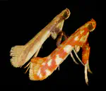 Two new species of Caloptilia (Lepidoptera, Gracillariidae) from New Caledonia inducing galls on Glochidion billardierei (Phyllanthaceae) and redescription of C. xanthopharella (Meyrick, 1880)