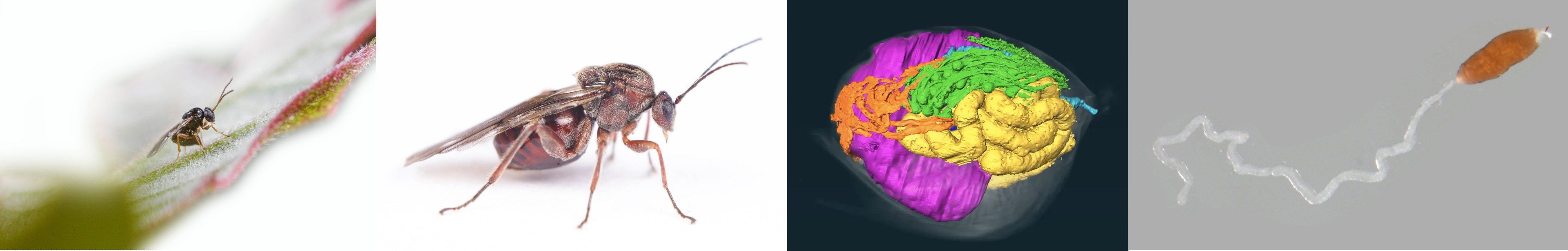 Illustration : évolution et bases moléculaires de l&rsquo;induction des galles chez les Cynipidae
