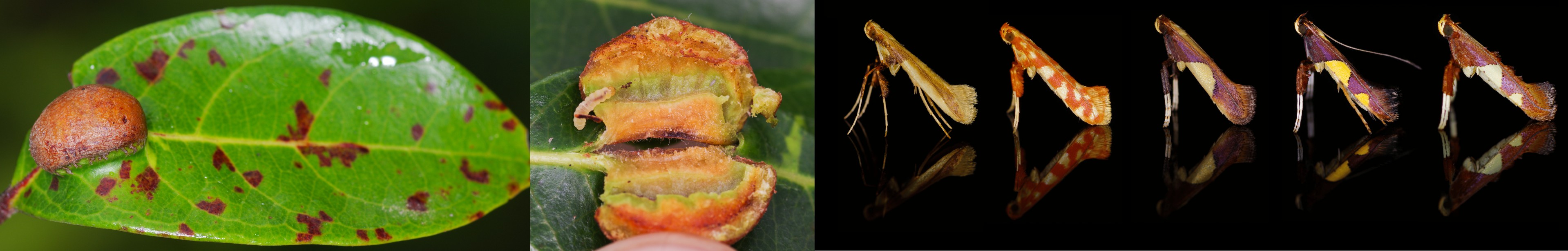 Illustration : évolution de l&rsquo;induction des galles chez les Gracillariidae