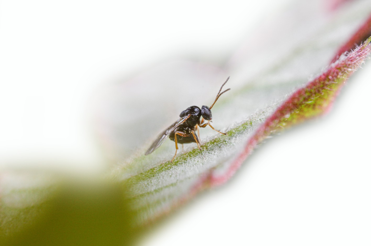 Gall-inducing wasp