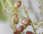 Citizen science project on oak galls