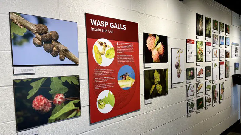 Wasp Galls Inside and Out