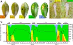Inside the horn of plenty: Leaf-mining micromoth manipulates its host plant to obtain unending food provisioning
