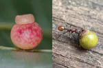 Oak galls exhibit ant dispersal convergent with myrmecochorous seeds