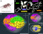 Comparative anatomy of venom glands suggests a role of maternal secretions in gall induction by cynipid wasps (Hymenoptera: Cynipidae)