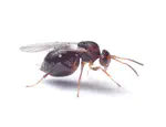 Première mention en France métropolitaine de *Melikaiella tumifica* (Osten Sacken, 1865), découverte en Alsace (Hymenoptera, Cynipidae)